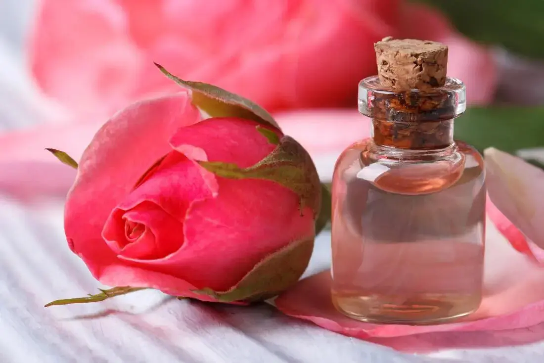 خواص درمانی گل سرخ: از درمان افسردگی تا بهبود سردمزاجی