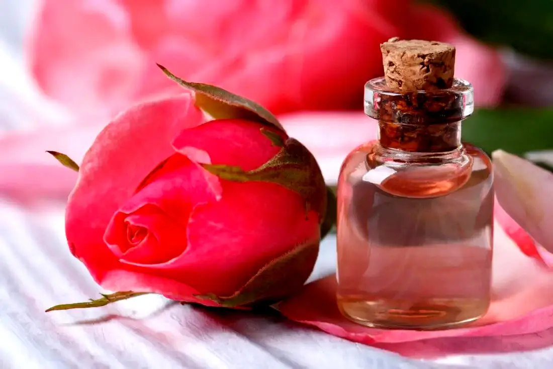 خواص درمانی گل سرخ: از درمان افسردگی تا بهبود سردمزاجی