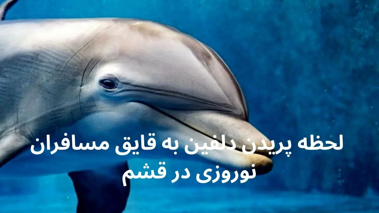 فیلم بی نظیر لحظه پریدن دلفین به قایق مسافران نوروزی در قشم