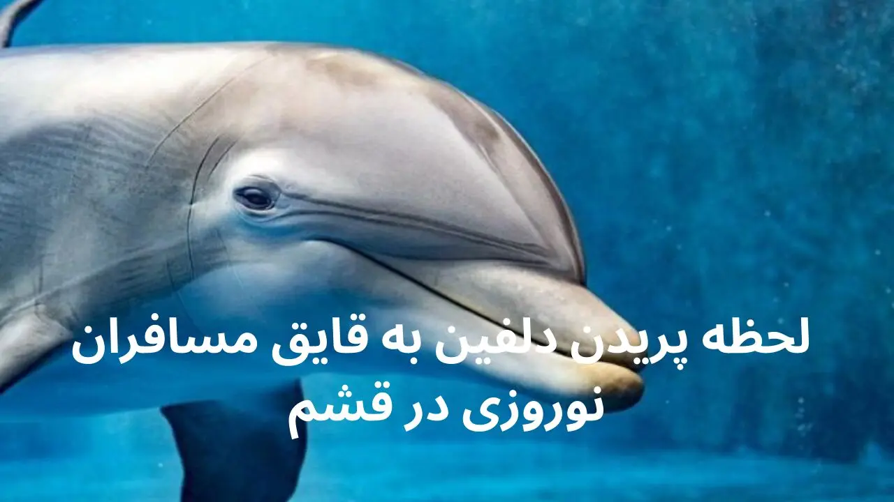 فیلم بی نظیر لحظه پریدن دلفین به قایق مسافران نوروزی در قشم