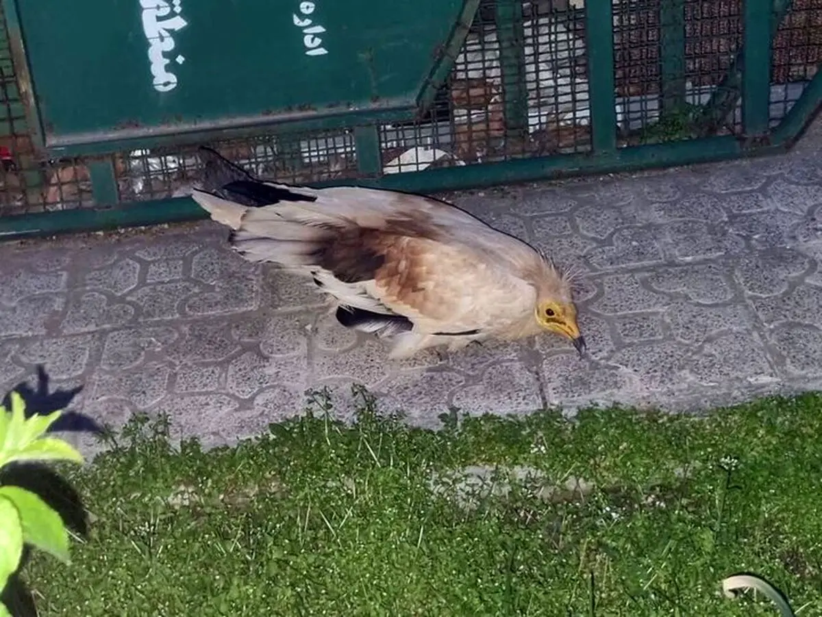 کشف گونه بسیار نادر یک پرنده خبرساز شد