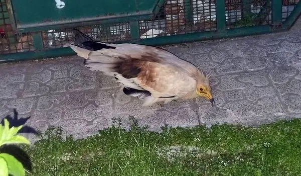 کشف گونه بسیار نادر یک پرنده خبرساز شد