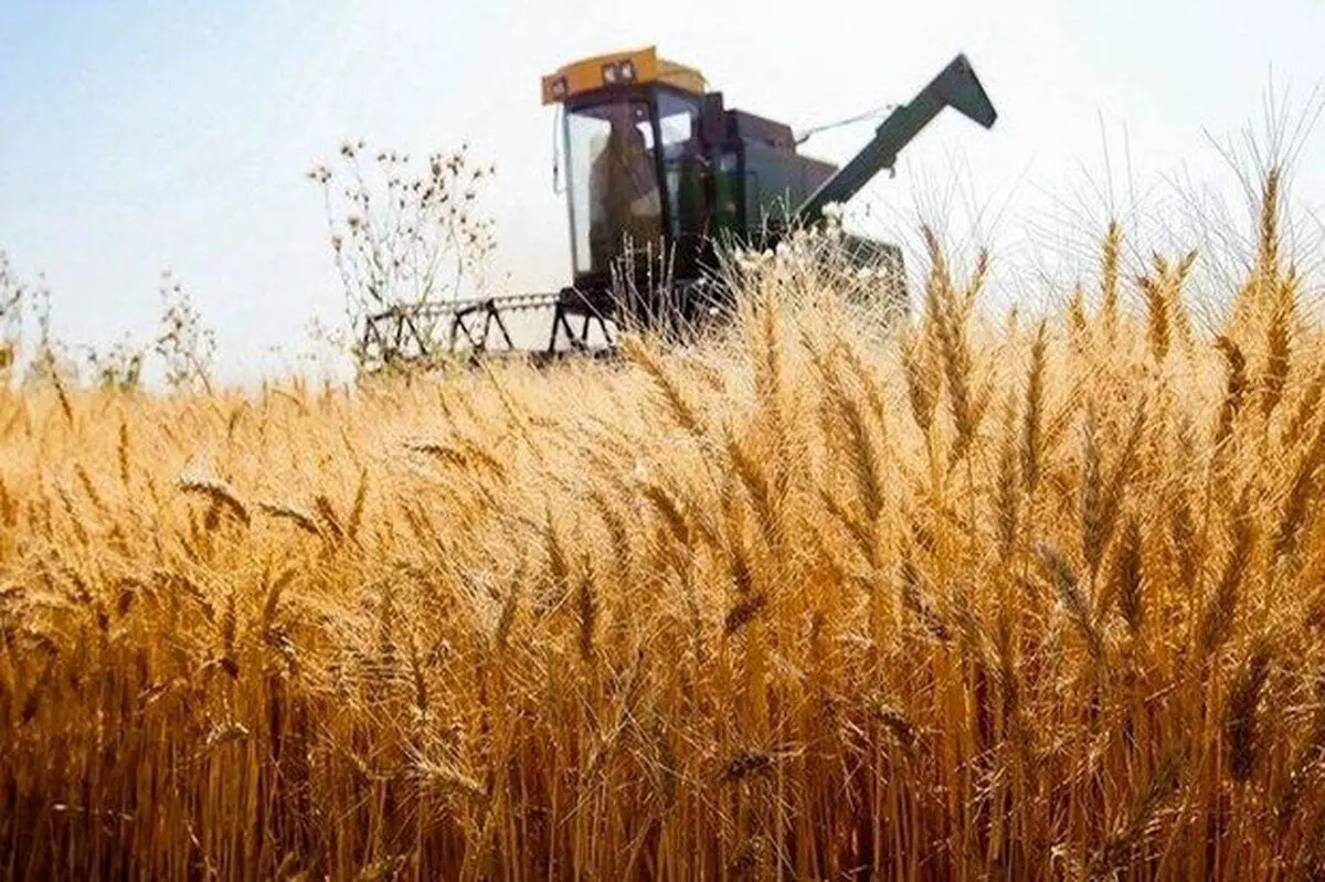 خبر خوش برای گندم‌کاران | قیمت تضمینی گندم سال ۱۴۰۵ اعلام شد
