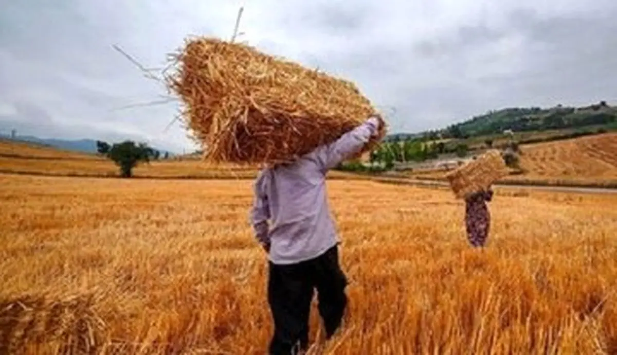 خبر خوش برای گندمکاران امروز چهارشنبه ۵ شهریور ۱۴۰۴ | واریز جدید دولت و جزئیات خرید تضمینی