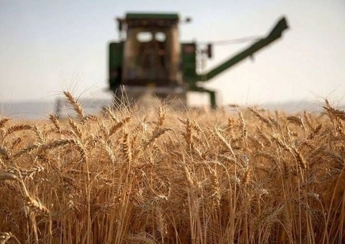 خبر فوری از تغییر قیمت گندم برای گندمگاران امروز ۶ دی ۱۴۰۴