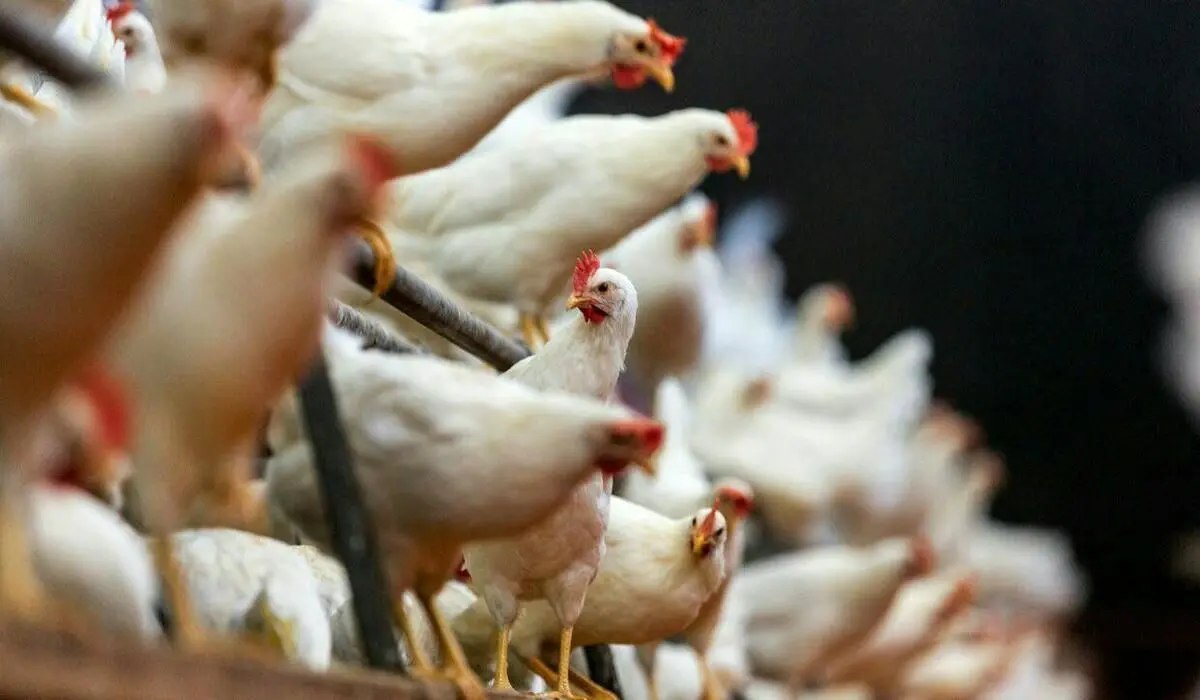 قیمت مرغ امروز پنجشنبه 10 اردیبهشت 1405 