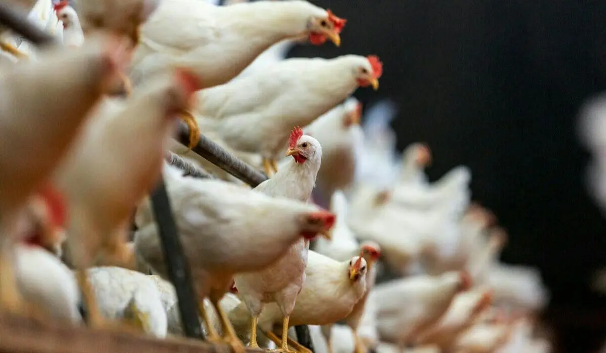 لیست قیمت گوشت مرغ امروز ۲۵ مرداد ۱۴۰۵ | مرغ کامل کیلویی چند شد؟ + جدول