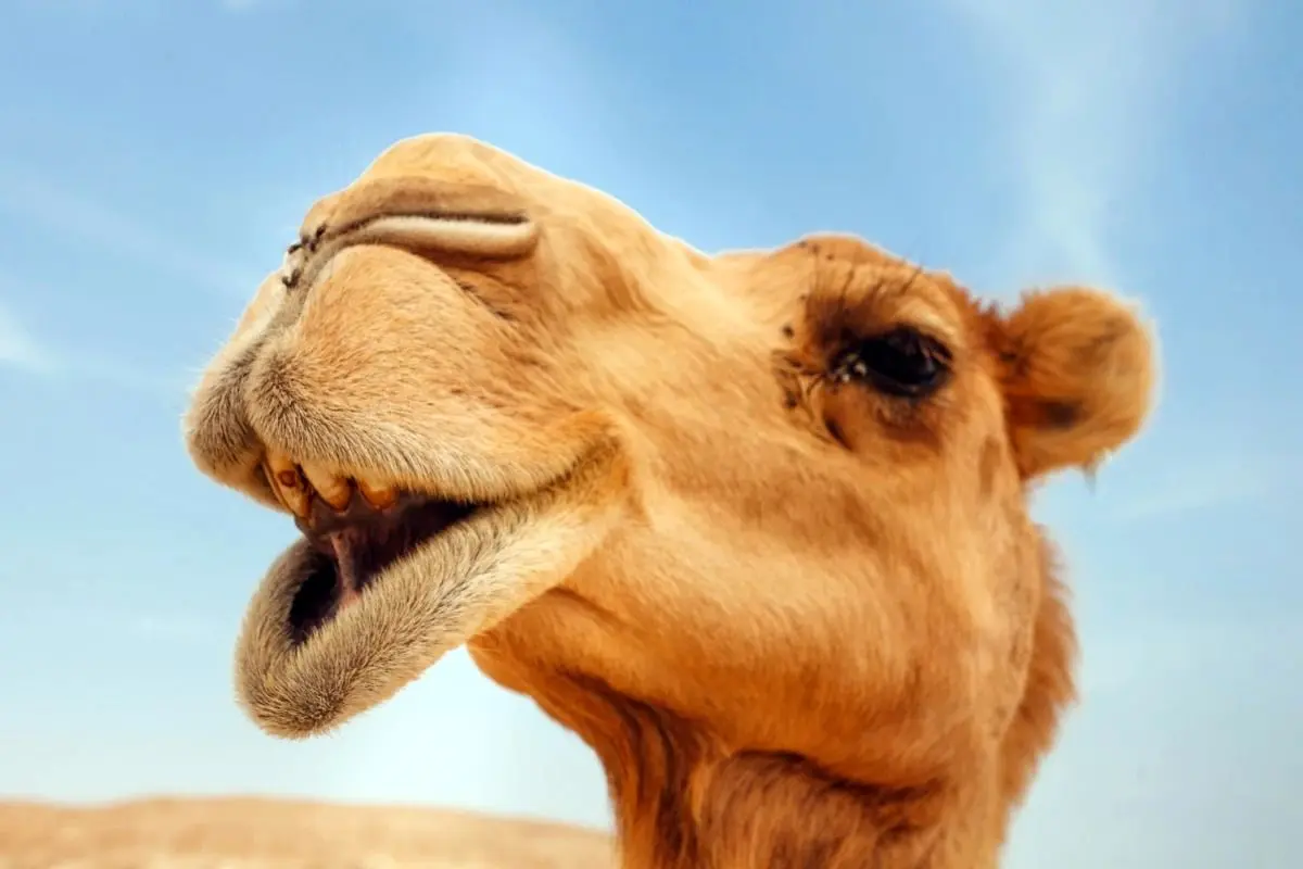 مصرف شیر شتر باعث کاهش علائم آسم می شود