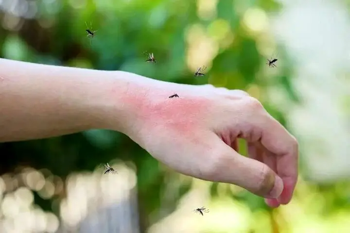 چرا پشه‌ها سراغ همه آدم‌ها نمی‌روند؟ | برای پشه‌ها مردان محبوب‌تر هستند یا زنان؟