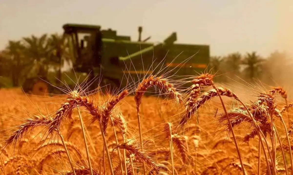 خبر جدید برای گندم کاران ۱۵ مهر ۱۴۰۴ | اعلام قیمت گندم برای سال زراعی جدید