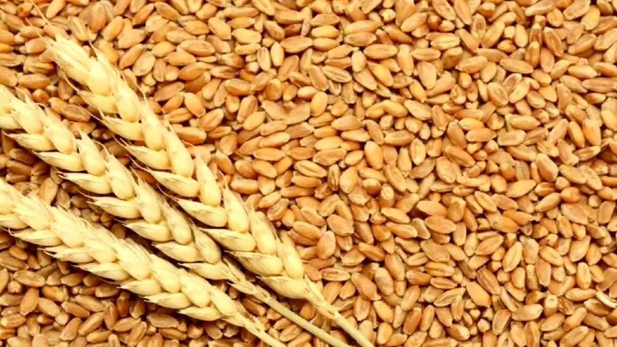 چرا دولت مطالبات گندم کاران را پرداخت نمیکند؟