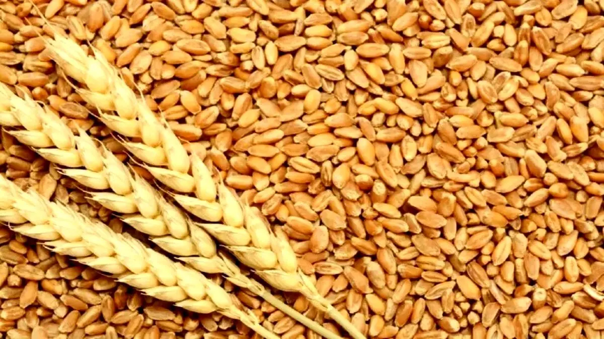 چرا دولت مطالبات گندم کاران را پرداخت نمی‌کند؟