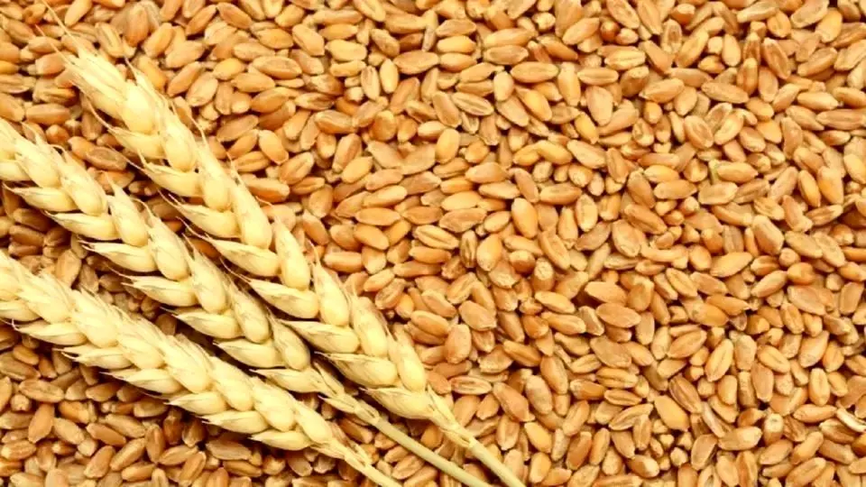 چرا دولت مطالبات گندم کاران را پرداخت نمی‌کند؟