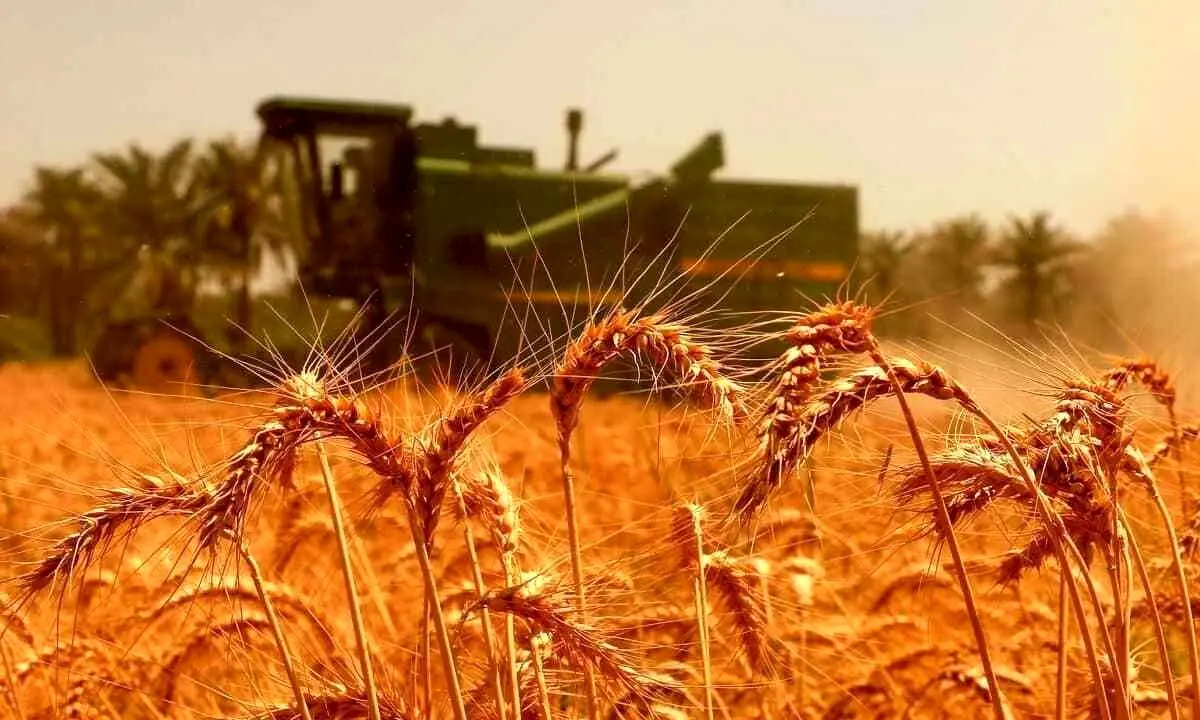 آخرین خبر از پرداخت مطالبات گندمکاران ظهر جمعه ۲۷ تیر | قیمت جدید گندم بالاخره مشخص شد
