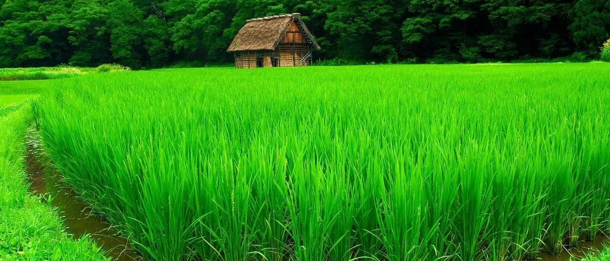آیا گازهای گلخانه ای مزارع برنج بر گرمایش زمین تاثیر گذارند؟