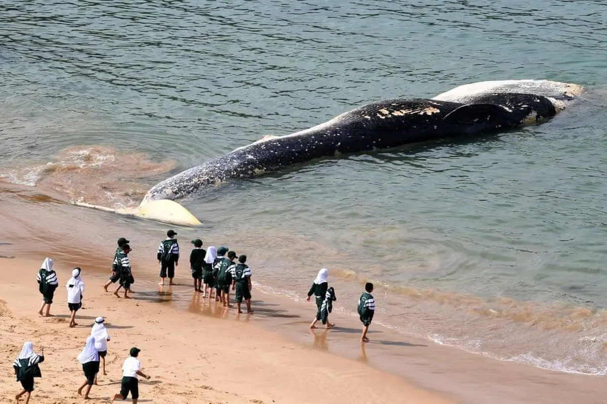 نهنگ عظیم‌الجثه در ساحل شهر سیدنی+تصویر