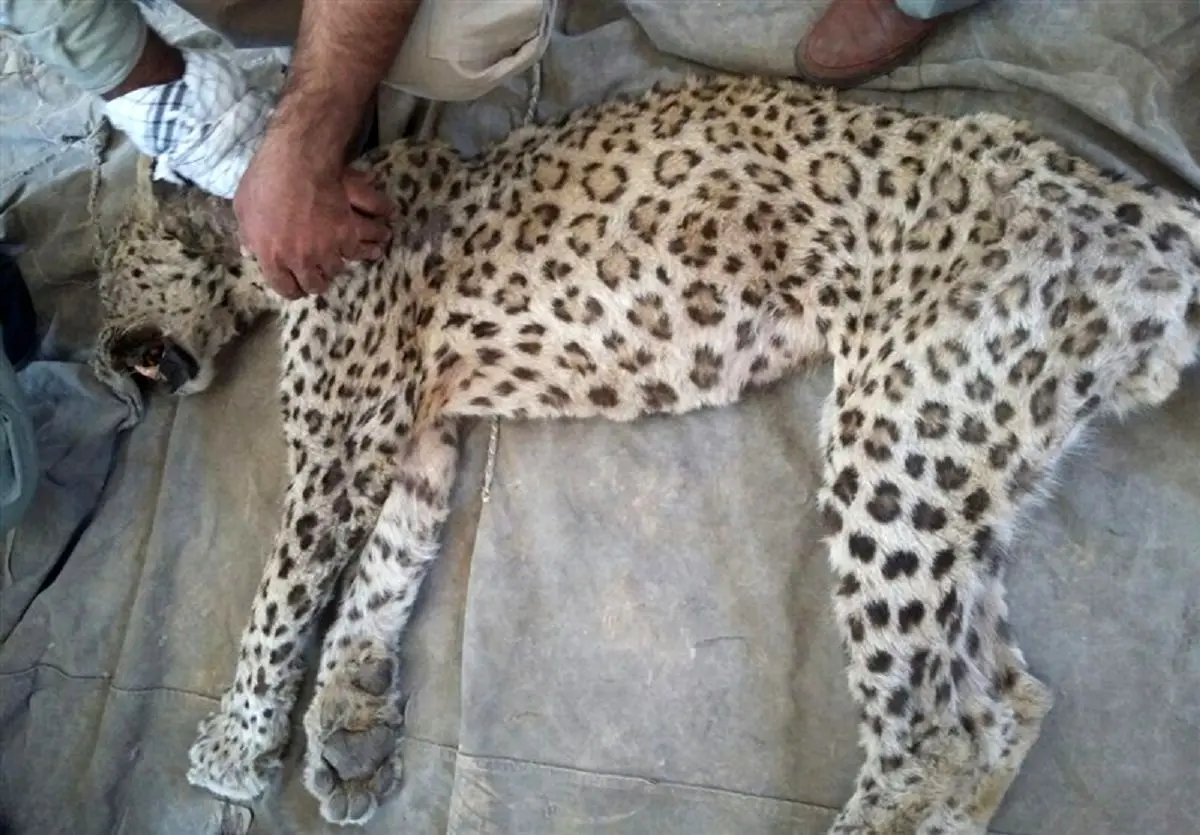 علت مرگ پلنگ توران چه بود؟
