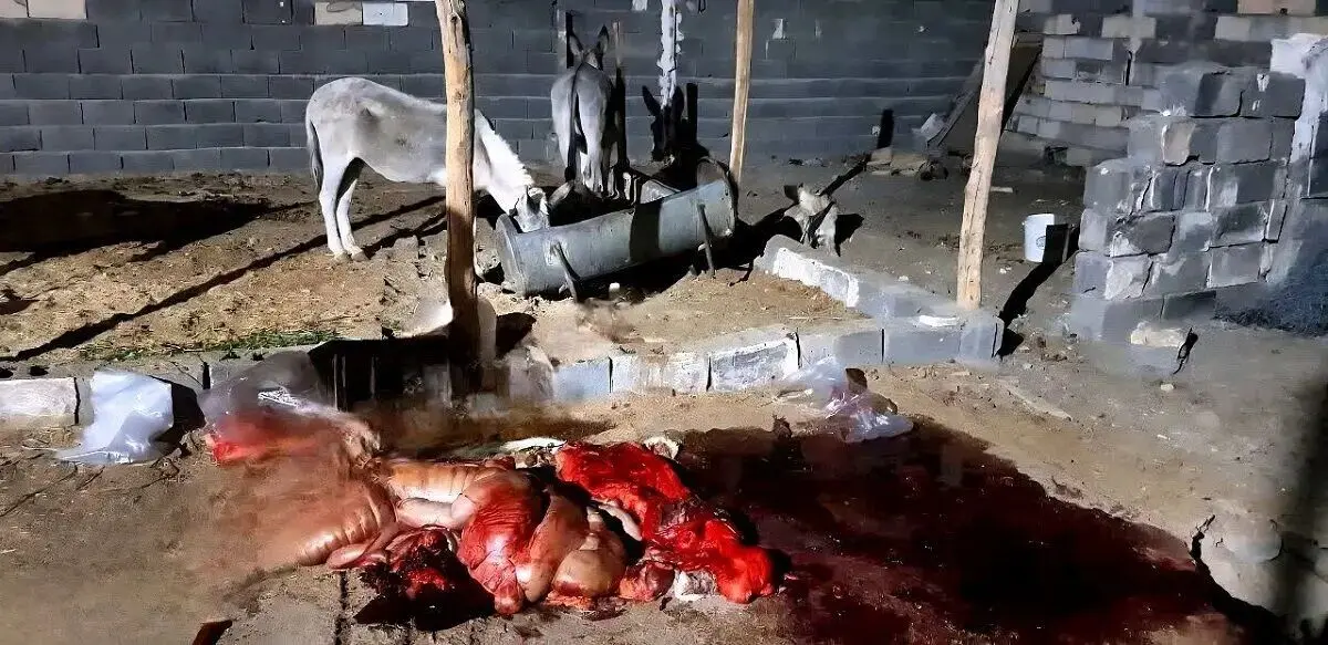 کشف ۱۰۰ کیلوگرم گوشت الاغ در ساوه