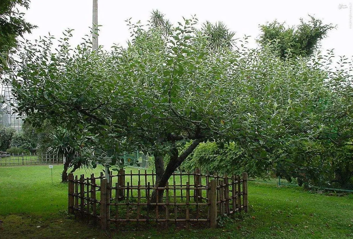 درخت سیب نیوتن دقیقا در کجا قرار دارد؟