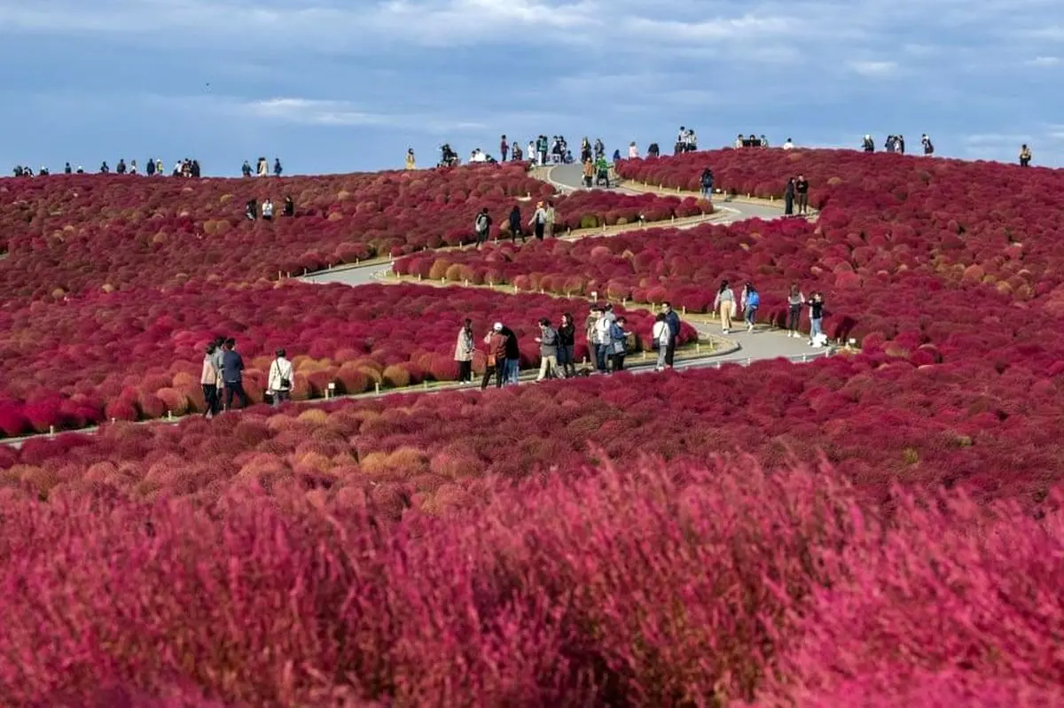 پارک ساحلی هیتاچی در ژاپن + تصویر