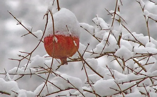 شب یلدای تهران برفی خواهد بود