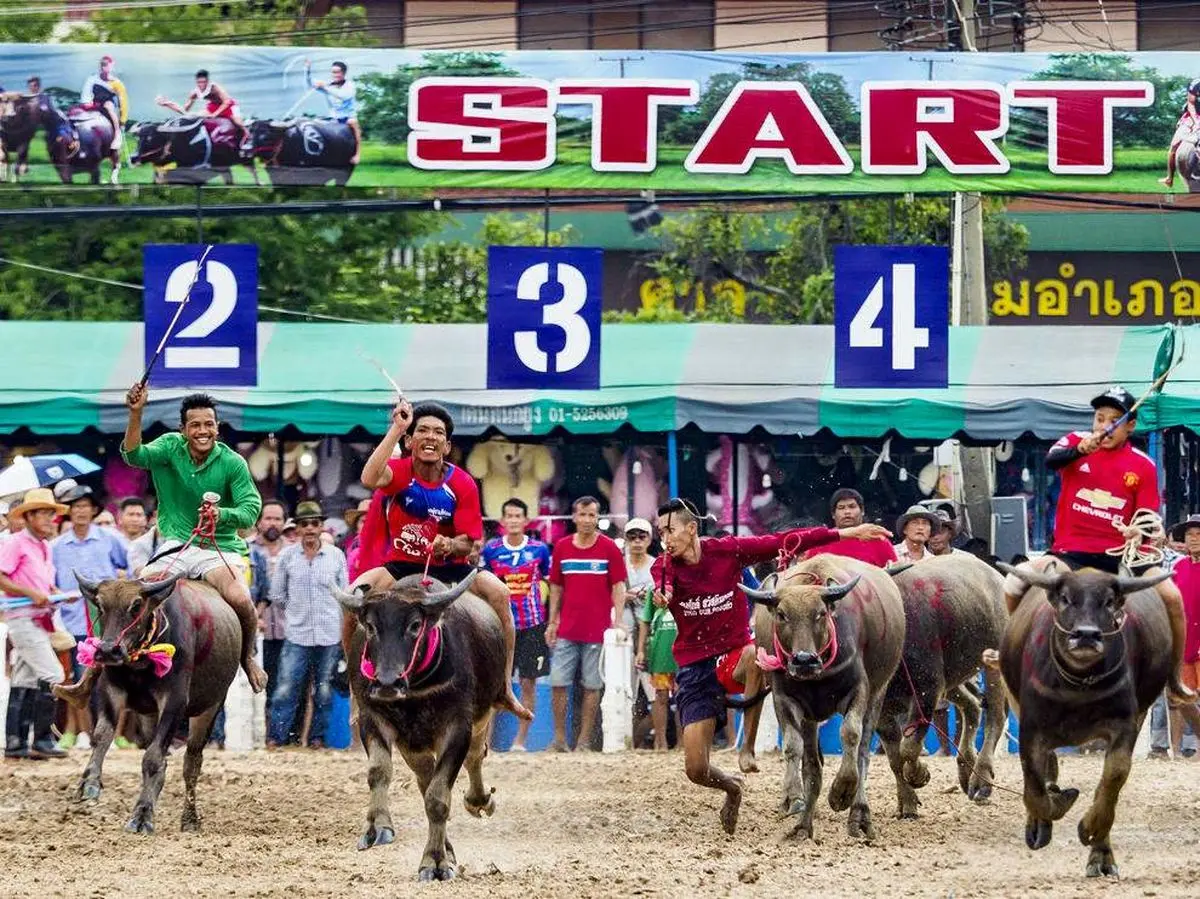 مسابقات گاورانی در تایلند+تصویر