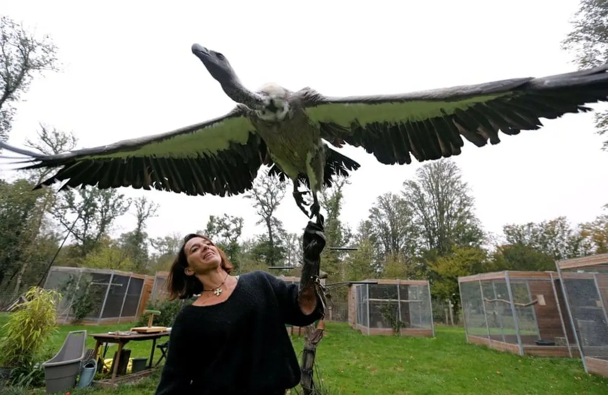 تمرین‌دهنده پرندگان در حومه شهر تولوز فرانسه+تصویر