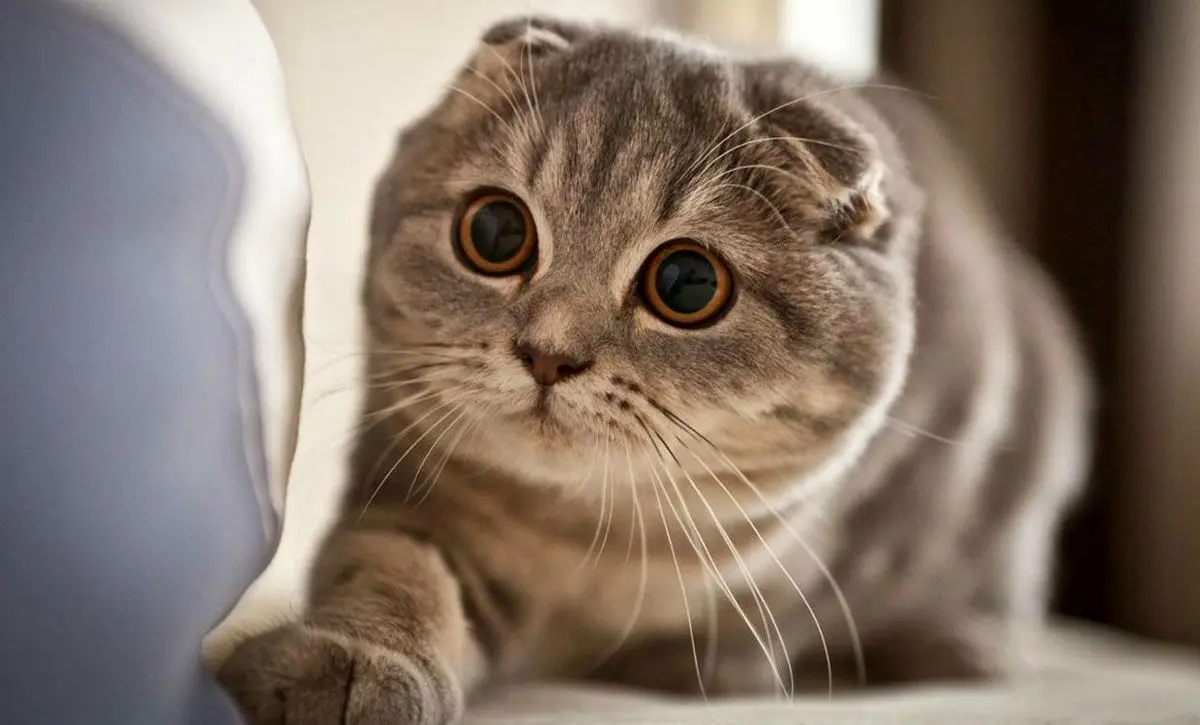 شکارچی تویی بقیه اداتو در میارن + ویدیو | رسانه خبری اینتیتر |