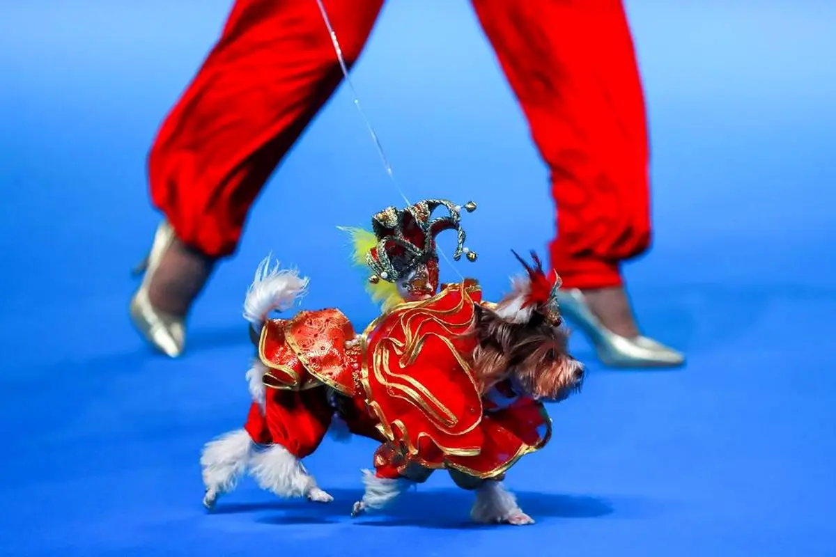 نمایشگاه بین‌المللی سگ‌های خانگی در روسیه + تصویر