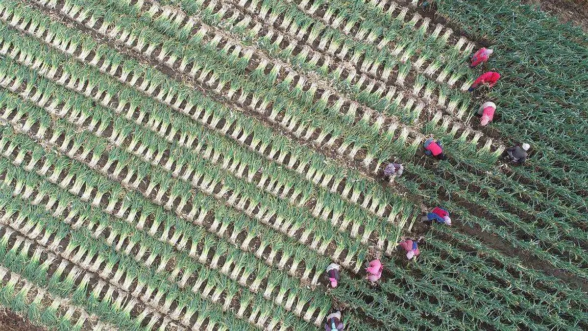 برداشت تره فرنگی از زمین های کشاورزی + تصویر