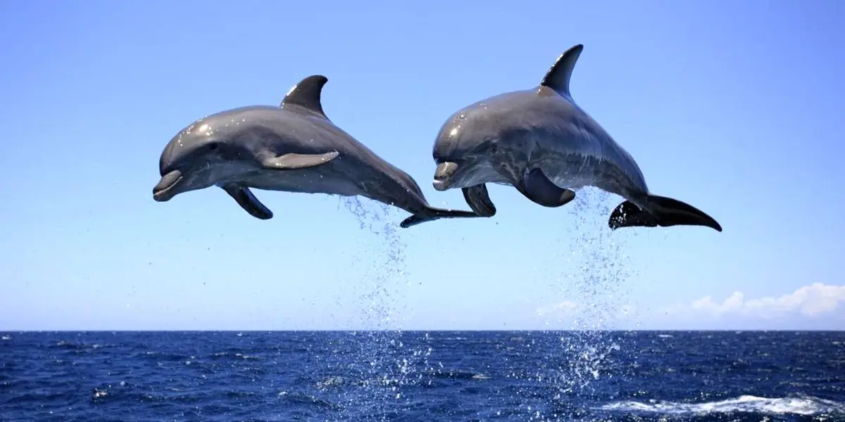 وقتی زیستگاه دلفین‌ ها تهدید می شود | رسانه خبری اینتیتر رسانه خبری اینتیتر