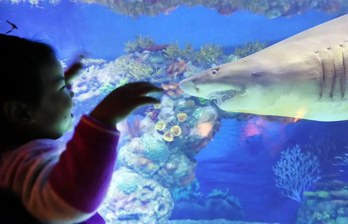 پارک آبی هایچانگ چین + تصویر | رسانه خبری اینتیتر رسانه خبری اینتیتر