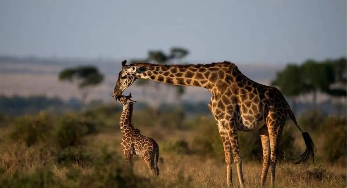 مهر مادری +‌ تصویر | رسانه خبری اینتیتر رسانه خبری اینتیتر مهر مادری +‌ تصویر