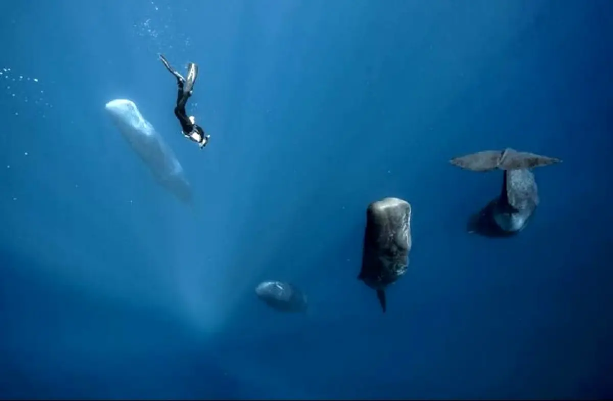 تجربه شنا میان نهنگ‌ها + تصویر | رسانه خبری اینتیتر |