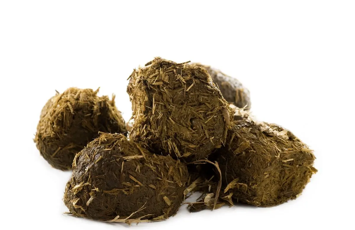 خواص عنبر نسارا + روش های استفاده | رسانه خبری اینتیتر |