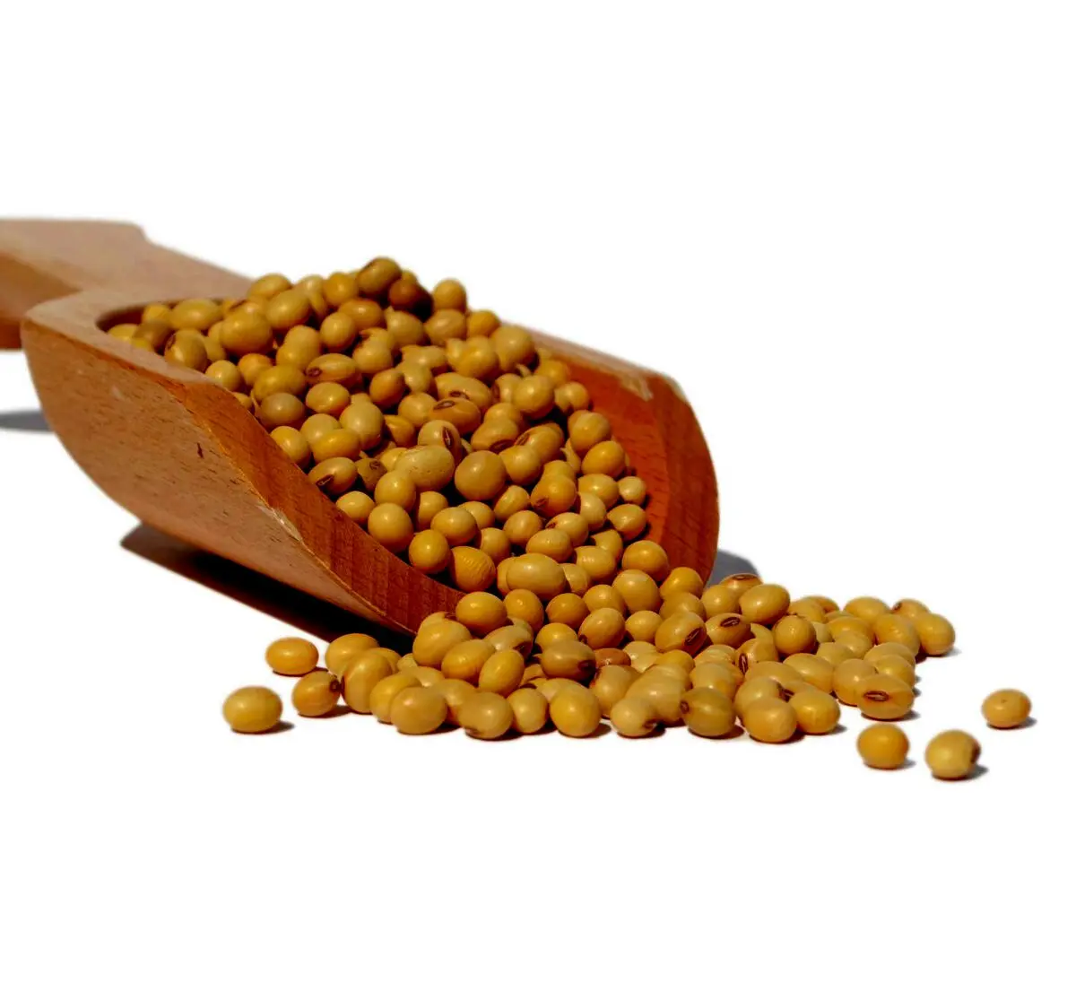 خواص سویا و ارتباط آن با گروه خونی چیست ؟