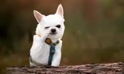 ۵ راهی که سگ‌ها زندگی ما را شادتر می‌کنند (بر اساس پژوهش دانشگاه برایتون)