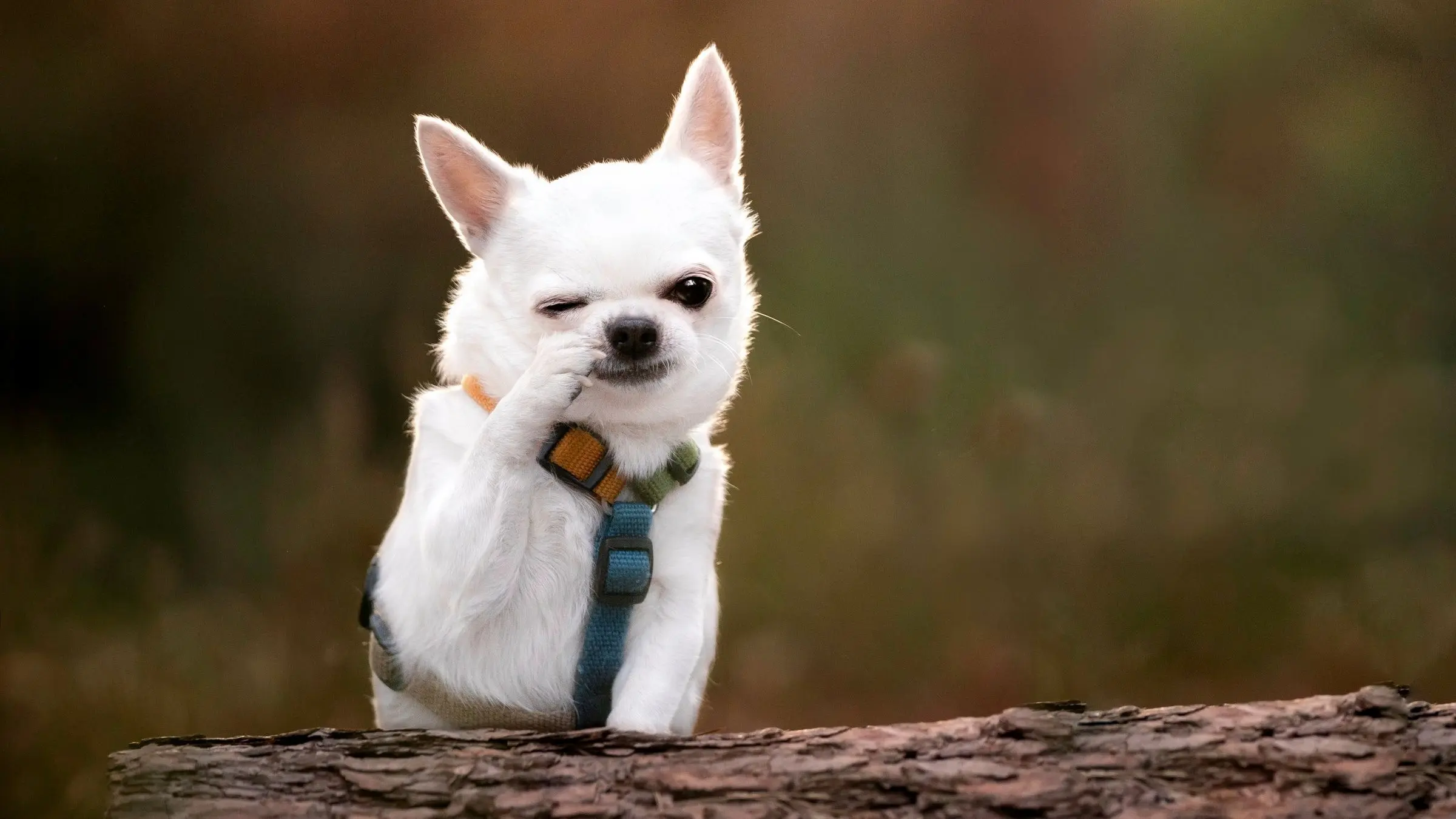 ۵ راهی که سگ‌ها زندگی ما را شادتر می‌کنند (بر اساس پژوهش دانشگاه برایتون)