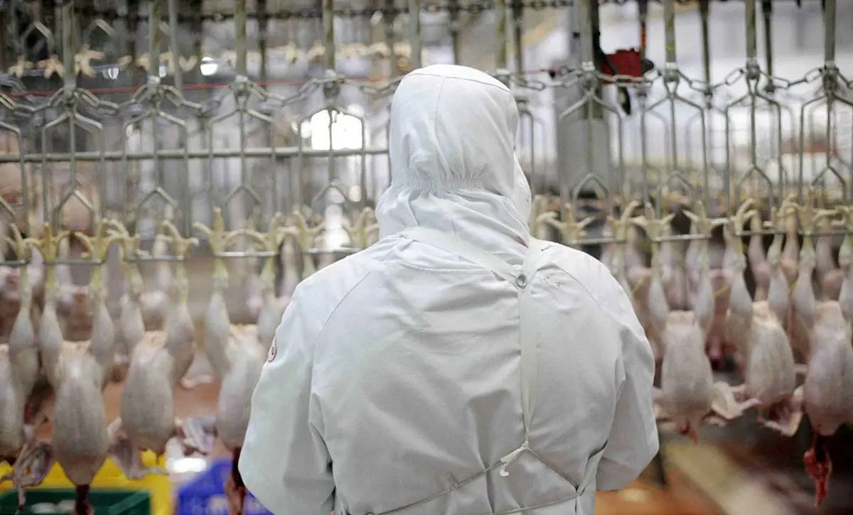 تزریق مرغ منجمد به بازار یا تزریق سم به صنعت مرغداری؟