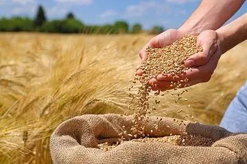 خبر تازه درباره رقم پرداخت مطالبات گندمکاران امروز پنجشنبه ۲۳ مرداد ۱۴۰۴
