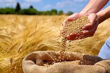 خبر تازه درباره رقم پرداخت مطالبات گندمکاران امروز پنجشنبه ۲۳ مرداد ۱۴۰۴