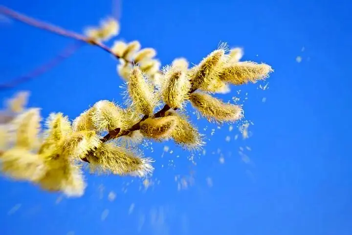 شما هم این ۸ اثر منفی و مثبت فصل بهار را احساس می‌کنید؟