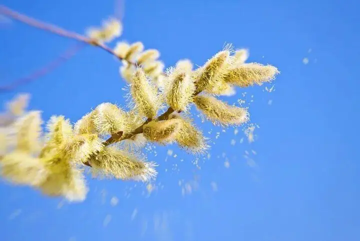 شما هم این ۸ اثر منفی و مثبت فصل بهار را احساس می‌کنید؟