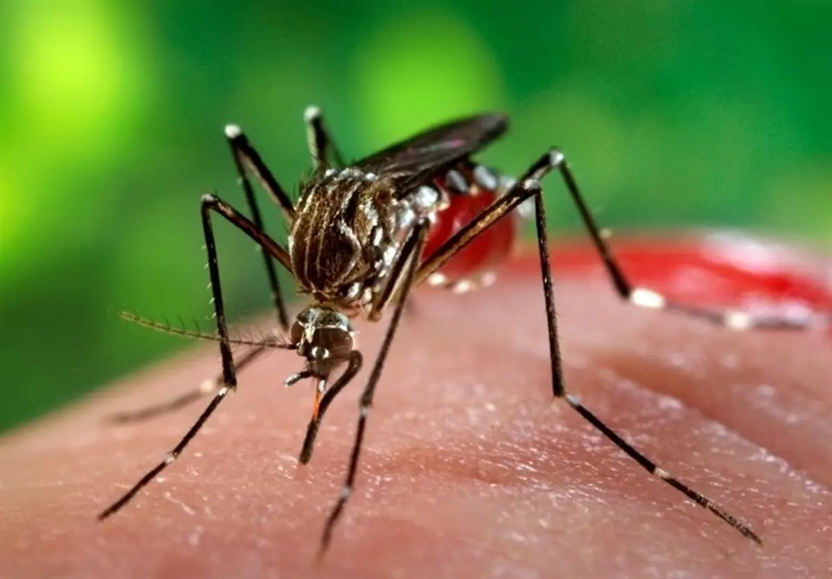 ثبت بیشترین آمار مبتلایان به تب دنگی در بندرعباس
