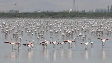 خبر خوب از دریاچه ارومیه