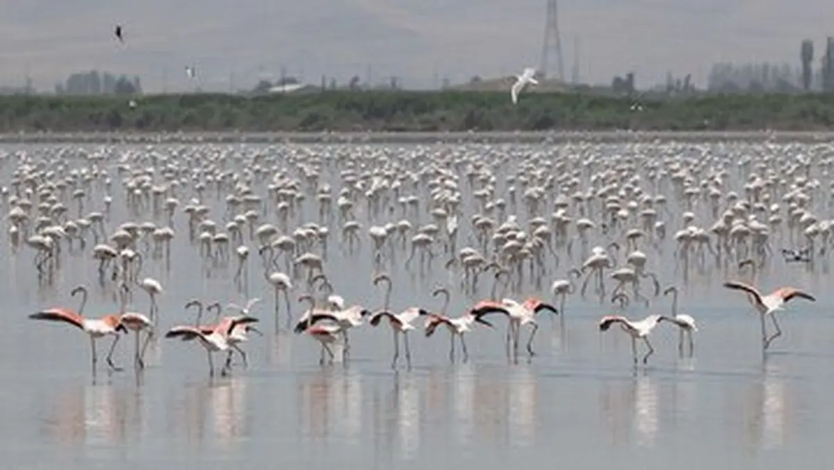 خبر خوب از دریاچه ارومیه