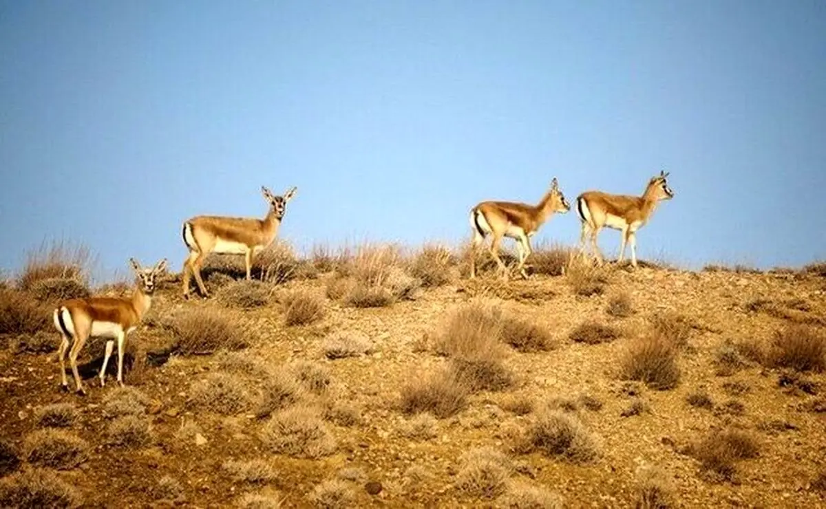 اعمال محدودیت ورود به مناطق حفاظت‌شده همدان