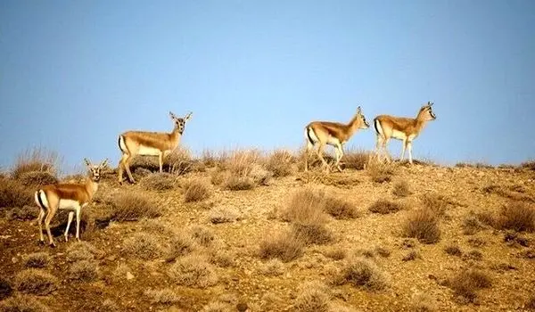 اعمال محدودیت ورود به مناطق حفاظت‌شده همدان