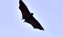 مرگ یک زن بر اثر ویروس نیپا در بنگلادش؛ سازمان جهانی بهداشت نسبت به گسترش منطقه‌ای هشدار داد