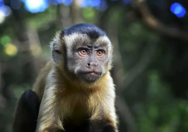 مهارت جالب یک میمون بامزه در تا کردن لباس را ببینید + ویدئو